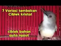Download Lagu Masteran Ciblek ngebren variasi, 7 variasi tembakan ciblek kristal