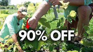 Grape Pruning: How Much To Cut Out (It's More Than You Think)