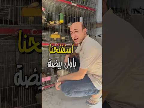 أستفتحنا بأول بيضة | بيض السمان