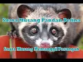 SUARA MUSANG BETINA BIRAHI