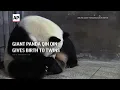 Download Lagu Giant panda Qin Qin gives birth to twins in China