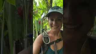 Nevis volcano hike! #travel #hiking #volcano #rainforest #family #caribbean #sailingfamily #explore