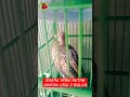 Download Lagu BEGINI SUARA AYAM HUTAN JANTAN USIA 2 BULAN ‼️‼️  #ngoceh #belajar #nyanyi