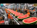 Lagu Inside a Modern Watermelon Processing Plant: From Whole Melons to Sweet Red Juice (Full Process)