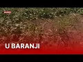 Download Lagu Krda jelena jedu sve pred sobom i prave štetu: Poljoprivrednici mole za pomoć | RTL Danas