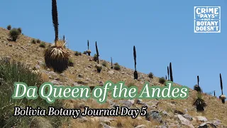 Da Queen of the Andes Nice - Bolivia Botany Journal Day 5
