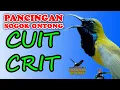 Lagu BUKTIKAN !!! SOGOK ONTONG MU MAKIN GACOR DENGAN PANCINGAN SUARA INI