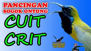 Download BUKTIKAN !!!  SOGOK ONTONG MU MAKIN GACOR DENGAN PANCINGAN SUARA INI MP3