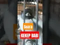 Download Lagu Suara burung kekep babi gacor