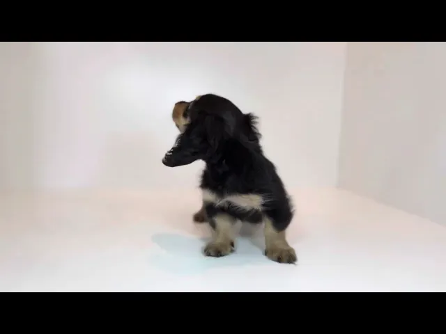 動画