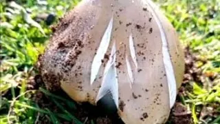 ninakupenda by late chelele