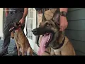 This breed of dog can climb a house
