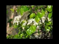 Kaushiki  : Morey Saiyan Bedardi - Album : "Pure"