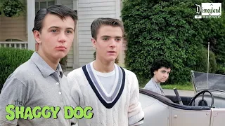 its time to rewatch disneys original shaggy dog