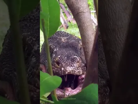 I Got TOO Close To A Komodo Dragon!#komodo #komododragons