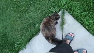 This Cat Rubbing Against My Legs Is Not What You Think