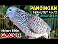 Perkutut Lokal Gacor Suara Besar Pancingan Burung Perkutut Agar Cepat Bunyi