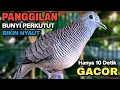 Download Lagu Perkutut Lokal Gacor Suara Besar Pancingan Burung Perkutut Agar Cepat Bunyi.