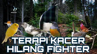 Download Suara Burung Kecil dan Gemericik Air Terapi Kacer Hilang Fighter | Terapi Kacer Drop Mental MP3