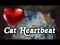 Download Lagu ▶️ Cat Heartbeat. Kitten Sleep Training. Cat Heartbeat Sound Effect. Heartbeat Sound. 12 Hours. 🌏