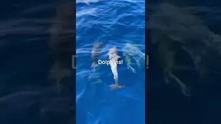 Dolphins in the Caribbean Sea! #sailing #family #dolphin #shorts