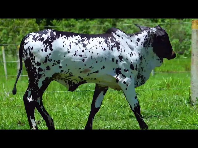 Novilha Nelore SHFA - 491