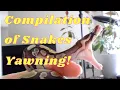 Why do snakes yawn and a compilation of my snakes yawning