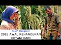 Download Lagu 2025 Awal Kehancuran Petani Padi😭Lagi VIRAL, apakah tahun ini pertanda awal kehancuran petani padi ?