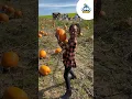 OmoBerry Visits the Pumpkin Patch P is for Pumpkin Phonics Song