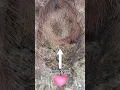 Download Lagu Brazilian Giant Blonde Tarantula (N. Tripepii) Has Thick Hairy Badonkadonk #tarantula #shorts #butt
