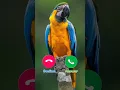 Download Lagu #ringtone #smartphone #ringtones #music #coversong #love #funny
