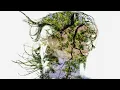 Bibio - Old Graffiti (Official Audio)