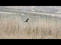 Download Lagu Marsh Harrier in Armash Wetlands Armenia