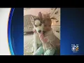 Local Family Accuses Pet Store Of Selling Sick Dog