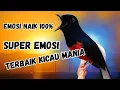Download Lagu Pancingan Murai Batu Gacor AMPUH Agar Murai Batu Bunyi JADIKAN Burung Murai Gacor NYAUT
