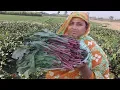 Download Lagu Farm Fresh Sweet Beets Leaves Recipe Red Sabzi Beetroot Leaf Harvesting \u0026 Shrimp Curry Village Food