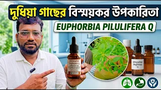 দুধিয়া গাছের জাদুকরী উপকারিতা | Euphorbia Pilulifera Q Homeopathic Medicine Benefits & Uses