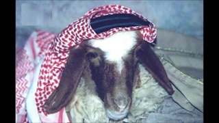 خرفنة   عايض ب      ريال بطايق شحن دندنها
