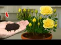 Download Lagu Weinig mensen weten dat rozen op deze manier vermeerderd kunnen worden!
