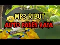 Download Lagu Suara pikat burung pleci ribut ampuh auto panen raya mp3 terbukti ampuh