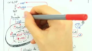 SÍNTESE DE ÁCIDOS GRAXOS - BIOQUÍMICA FÁCIL!