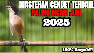 masteran cendet sepanjang masa