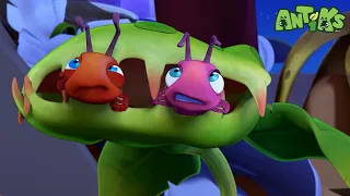 🎉 Antiks Live 24/7 | Watch Funny Bug Cartoons & Full Episodes for Kids! 🐜