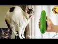 Download Lagu Funniest Cats and Dogs 🐶🐱! Funny Animal Videos 2025 | #486