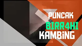 Download puncak birr4hi kambing MP3