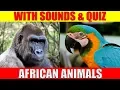 Download Lagu AFRICAN ANIMAL PICTURES With Sounds and Names for Babies \u0026 Toddlers - Animal Quiz