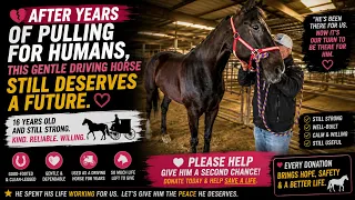 💔 After Years of Pulling for Humans, This Gentle Driving Horse Still Deserves a Future