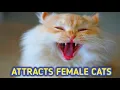Male Cat Calling Female Male Cat in Heat Sounds Male Cat Mating Call Cat Sound Male Cat in Heat