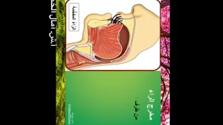 مخرج حرف الراء 