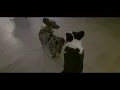 Elly the Corgi mating with Rumble the Corgi